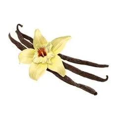 Vanilla pods with flower head of vanilla plant